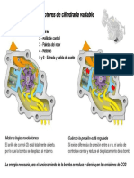 Bomba de Aceite