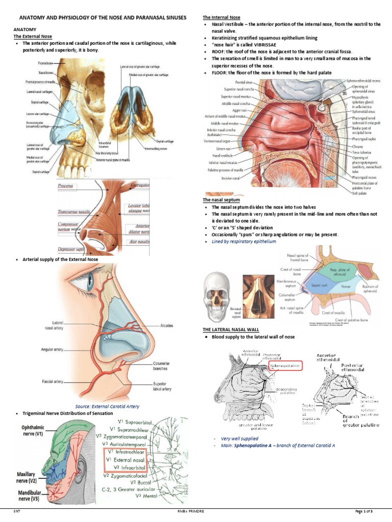 Ent 1b02 Anatomy And Physiology Of The Nose And Paranasal Sinuses Human Nose Mucus