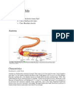 Phylum Annelida: Classes