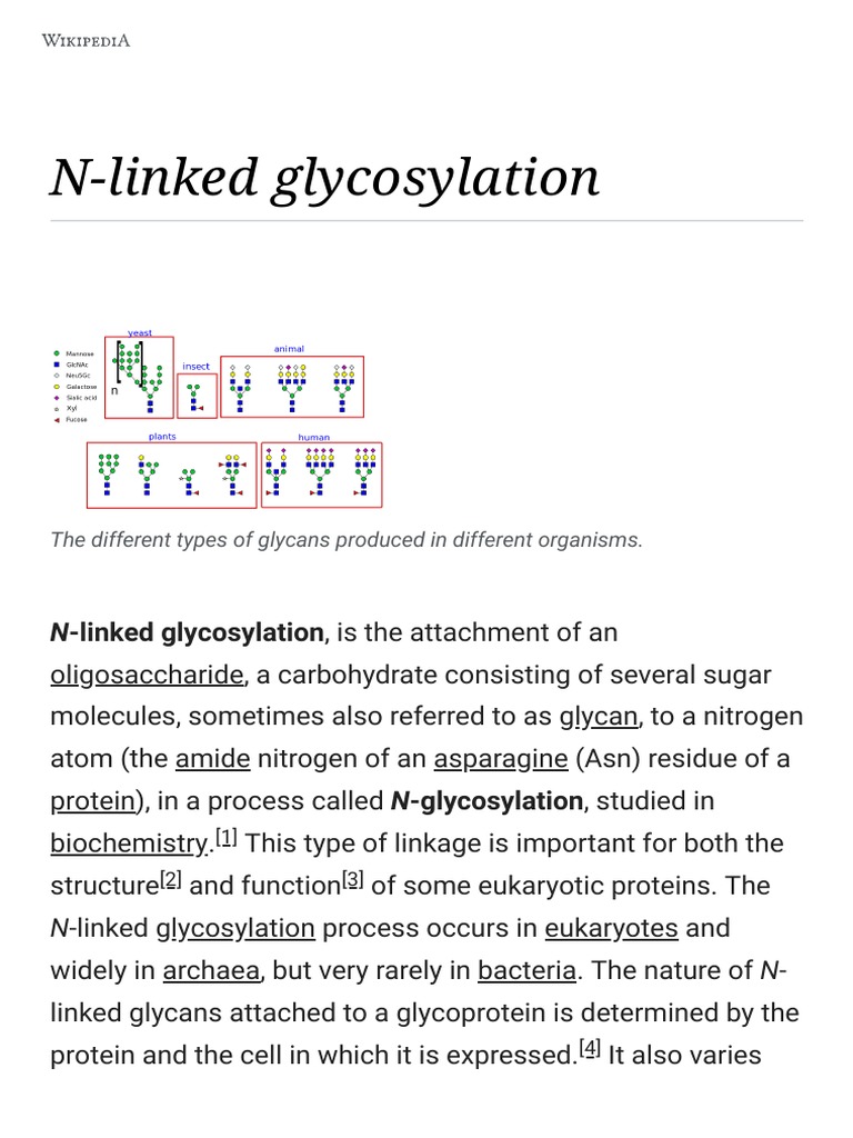 N-Linked Glycosylation, Is The Attachment of An | PDF | Macromolecules ...