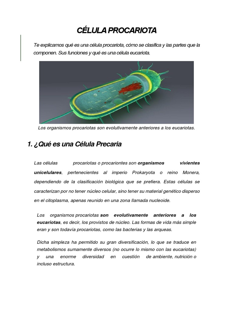 Estructura y funciones de células procariotas | PDF | Eucariotas ...