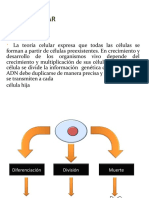 Ciclocelular