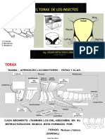 Tórax de Los Insectos