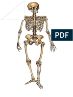 Bio f5c2 Skeleton