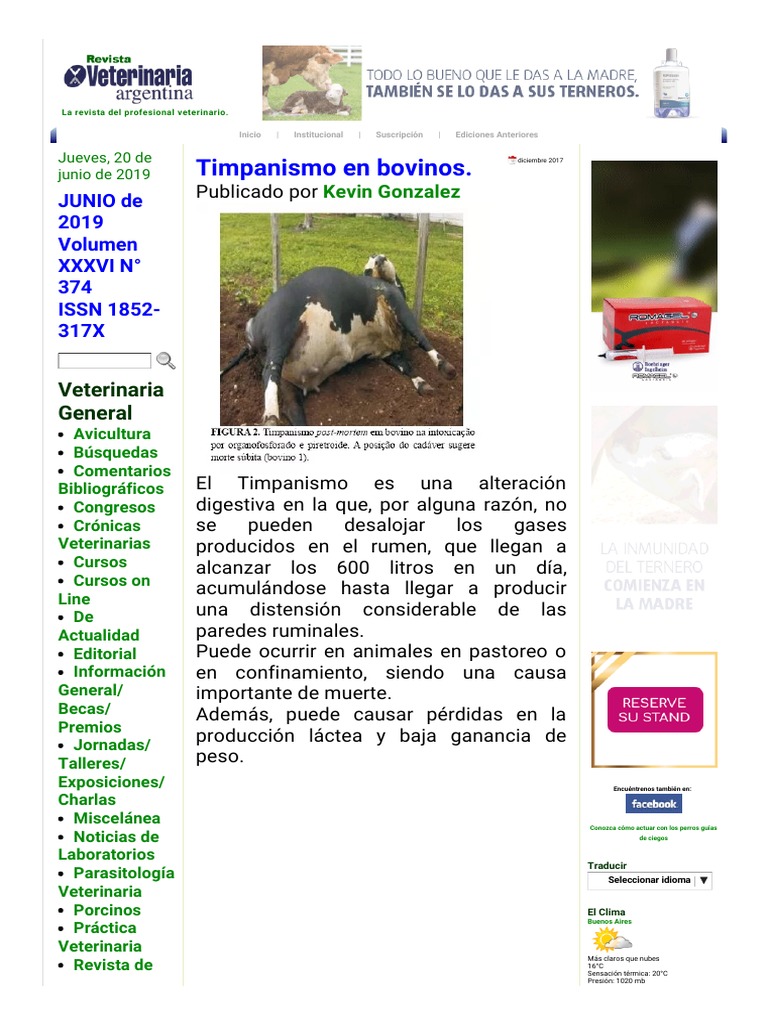 Timpanismo en Bovinos: Causas y Efectos | PDF | Vacas | Leche