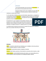 Fecundación y Formación Del Ovulo