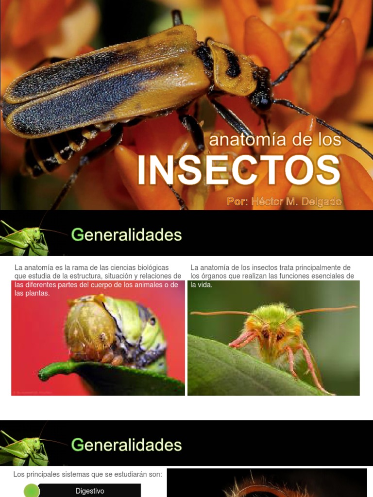 Anatomía de Insectos para Estudiantes | PDF | Sistema circulatorio ...