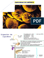 Digestao - Moilizacao - e - Oxidacao - Lipideos