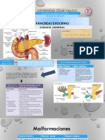 Páncreas Exocrino