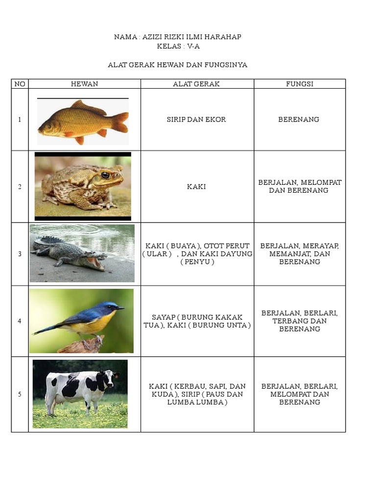  Alat  Gerak  Hewan  Dan  Fungsinya Guru Ilmu Sosial