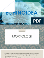 EKINOIDEA MORFOLOGI