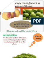 Role of Canopy Management in Mango and Guava: Bihar Agricultural University, Sabour