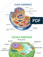 Celula