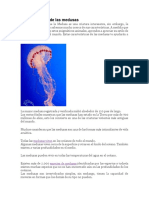 Características de Las Medusas