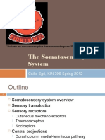 The Somatosensory System: Csilla Egri, KIN 306 Spring 2012