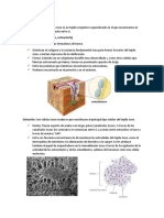 Densiometria Osea