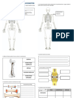 Actividades de Sistema Oseo