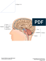 3-1: Structure of The Human Brain (Figure 3-6) : Teresa M. Mcdevitt, Jeanne Ellis Ormrod