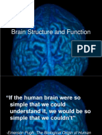 Brain Structure and Function