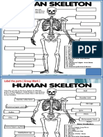 Human Skeleton - Label The Parts