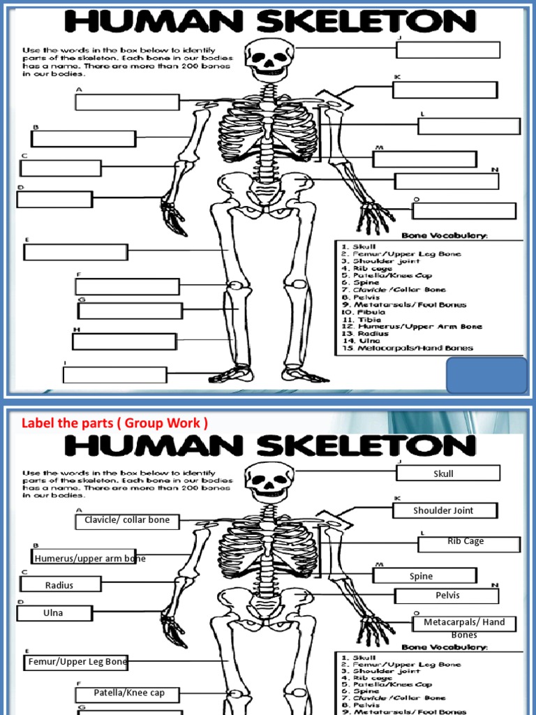 Labeled Human Skeleton Parts Guide | PDF | Language Arts & Discipline ...
