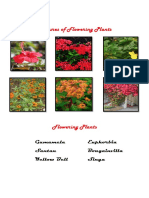 Pictures of Flowering Plants