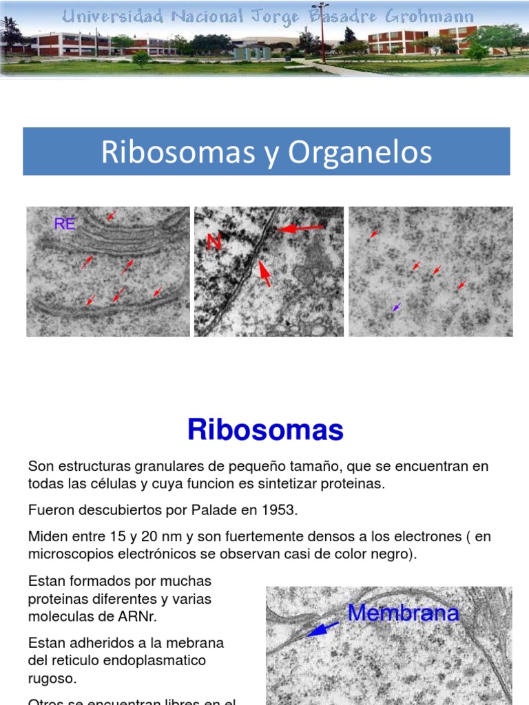 Ribosomas: Estructura y Función | PDF | Ribosoma | Retículo endoplásmico