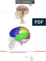 Corteza Cerebral