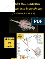 Artemia franciscana life cycle and hatching methods