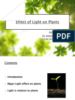 Effect of Light On Plants