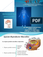 Anatomia y Fisiologia Sistema Reproductor Masculino Uap 2015