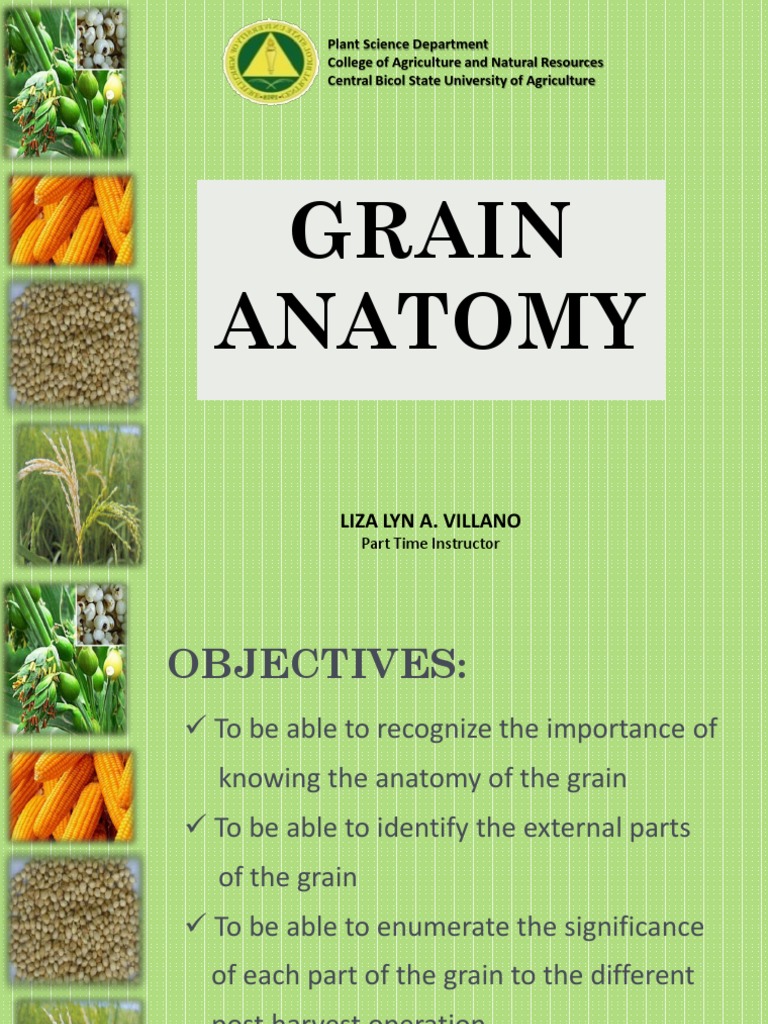 Anatomy of Grain PDF Bran Rice