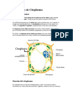 El Citoplasma