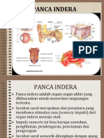 Anatomi Sistem Indra