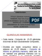 glandula mamaria