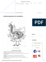 Anatomía general de una gallina_.pdf