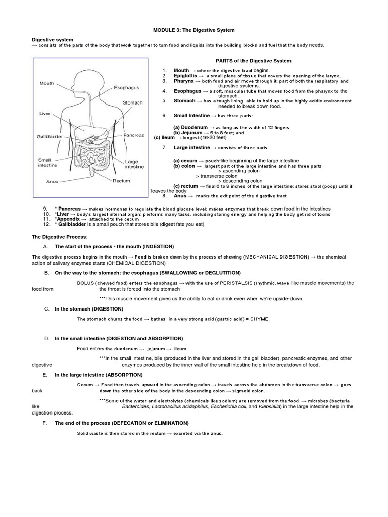 Overview of the Digestive System | PDF | Human Digestive System ...