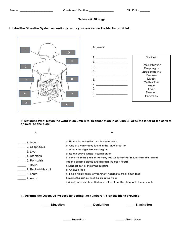 Grade 8 Digestive System Quiz | PDF | Human Digestive System ...