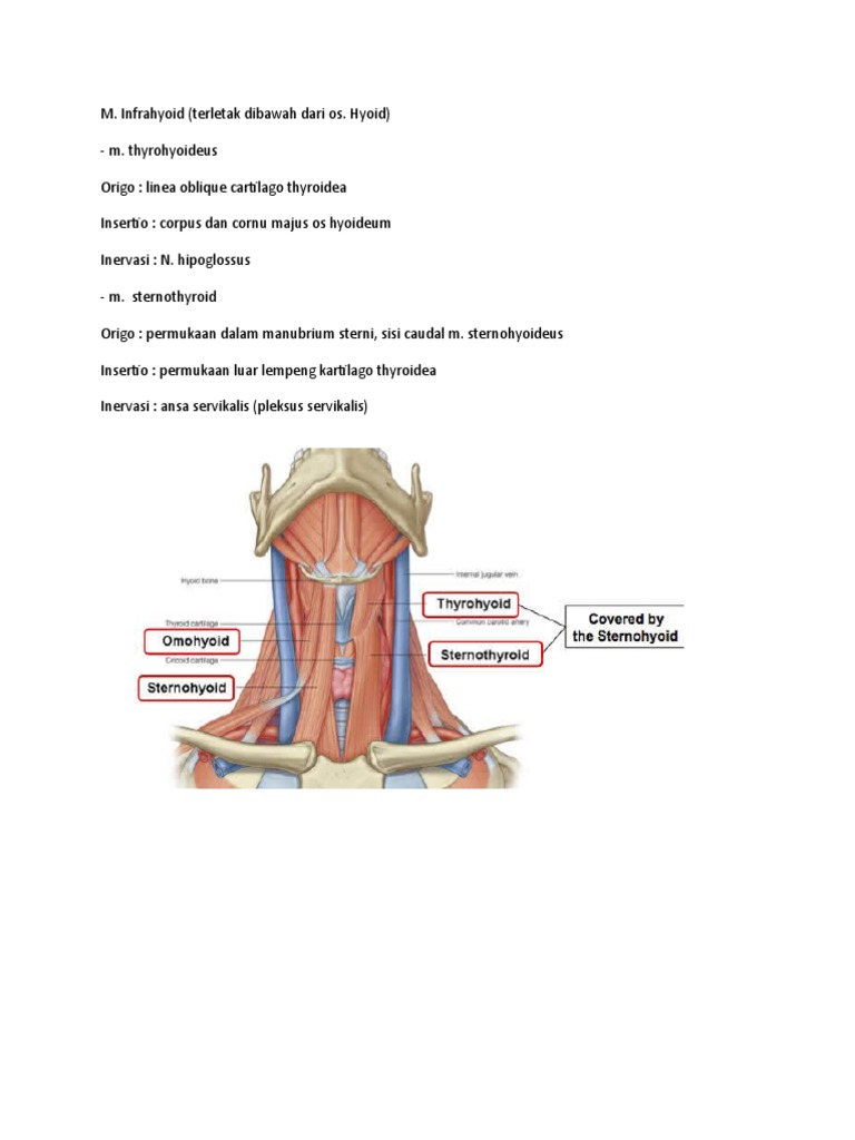 Infrahyoid Muscle Anatomy and Innervation | PDF