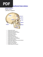 206 Nama Tulang Beserta Nama Latinnya