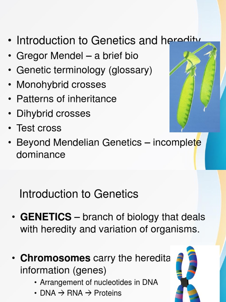 Introduction To Genetics and Heredity | PDF | Dominance (Genetics) | Allele