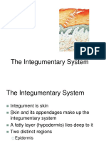 IntegumentarySystem.ppt