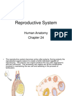 Sistem Reproduksi