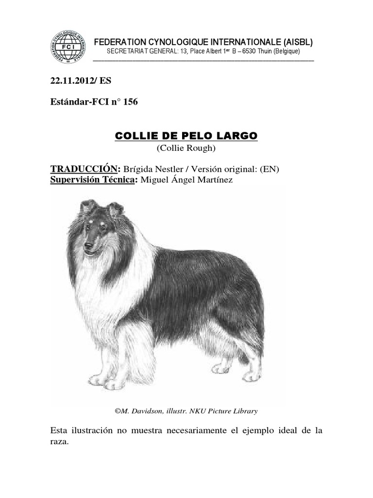 Collie | PDF | Collie | Cráneo