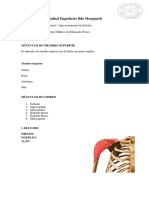 Anatomia. Membros Superiores