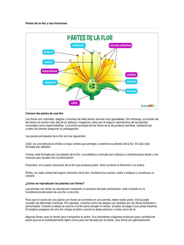 Partes y funciones de la flor | PDF | Ciencia y matemáticas