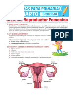 Sistema Reproductor Femenino Para Cuarto de Primaria