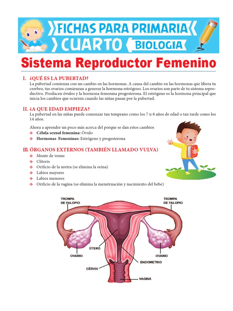 Aparato Reproductor Femenino Y Masculino Con Sus Partes