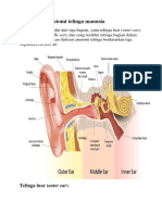 Memahami Anatomi Telinga Manusia
