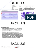 Bacillus Cory Ultimo